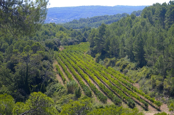 Pares Balta Vineyard in mountains